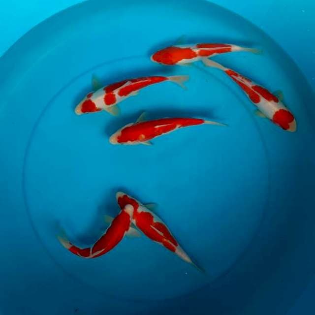 Kohaku doit 6ekor 18-20cm 