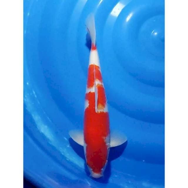 HQ Red Strong Kohaku 37cm (M)