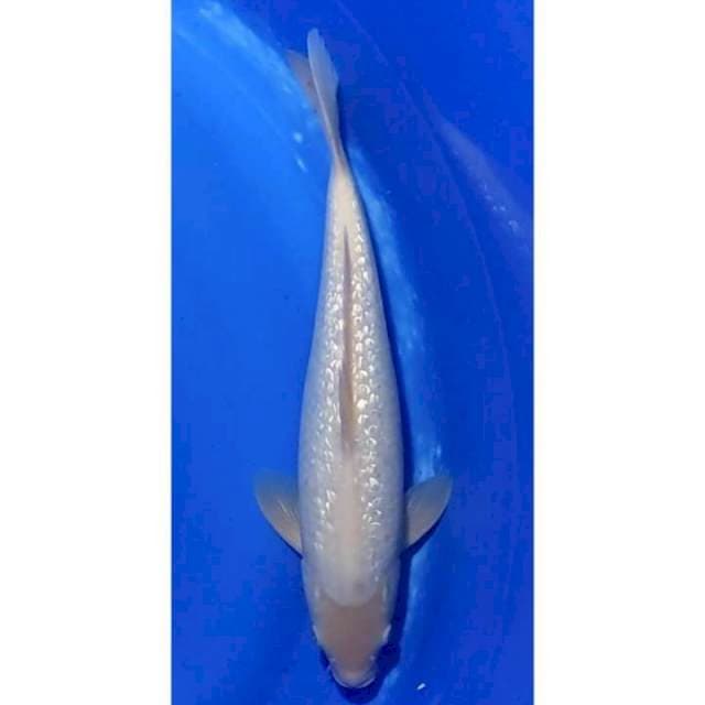 Jumbo Shiromuji Ginrin - Antik 39cm (M)