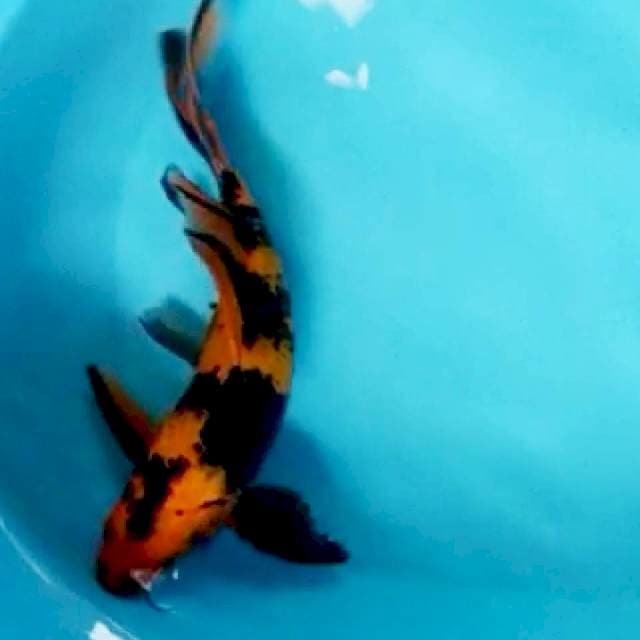 Kumpay utsuri 34cm male