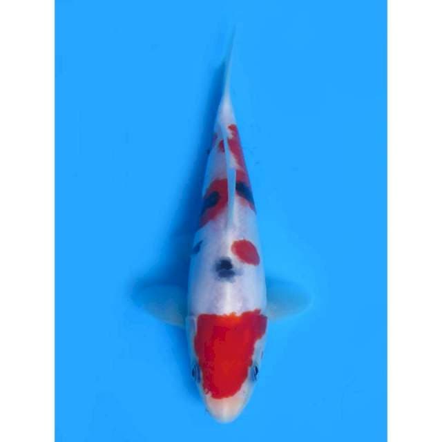 Sanke Doitsu SQ - 15cm Male
