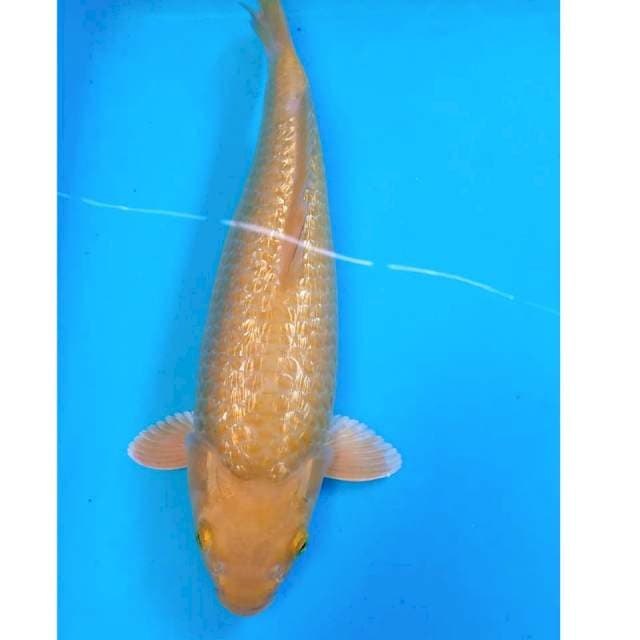Midori Ginrin 32cm