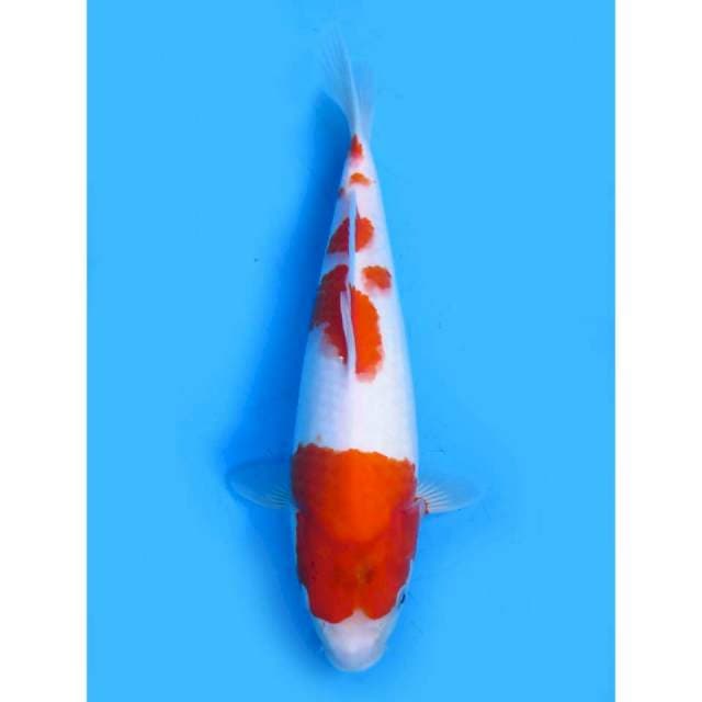 Kohaku Sakura Ori  - 32cm Female