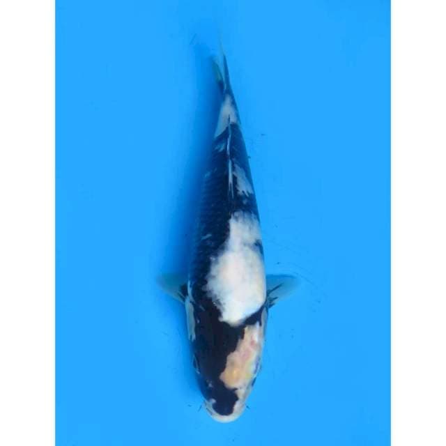 Shiro Tategoi - 25cm Male