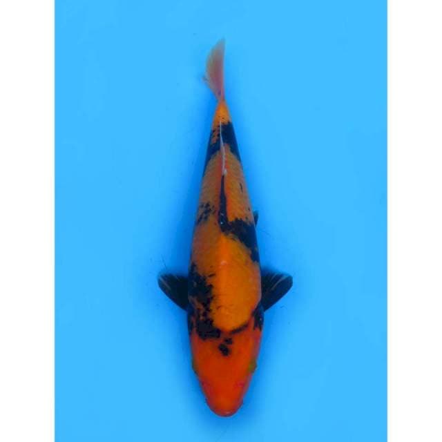Hi Utsuri SQ - 26cm Male