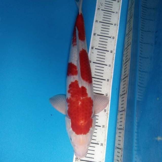 Kohaku 51 cm