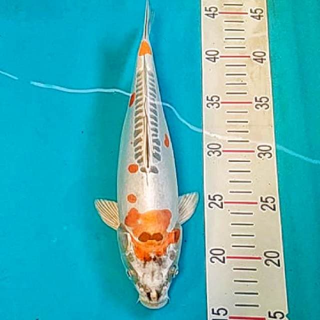 Kiko 29cm
