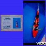 sanke 50cm BU