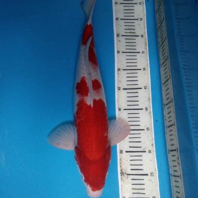 Kohaku 50 cm