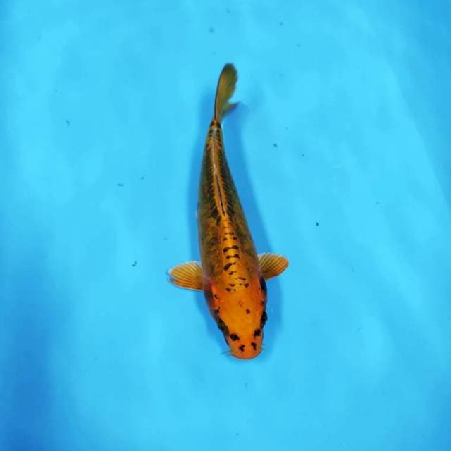 YELLOW METALIC