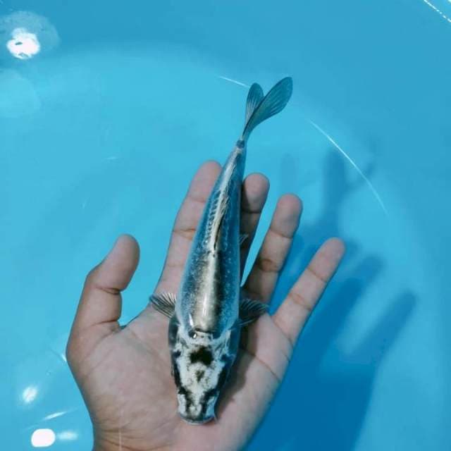 Kiko 20cm