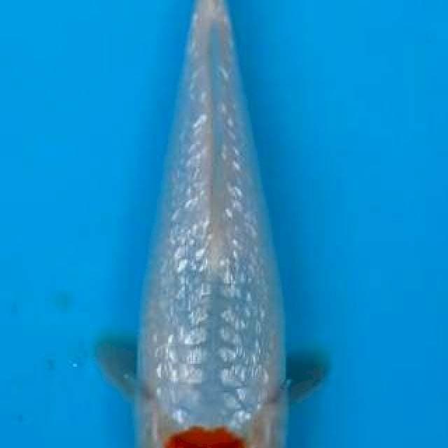 Tancho Ginrin ndut, 26cm