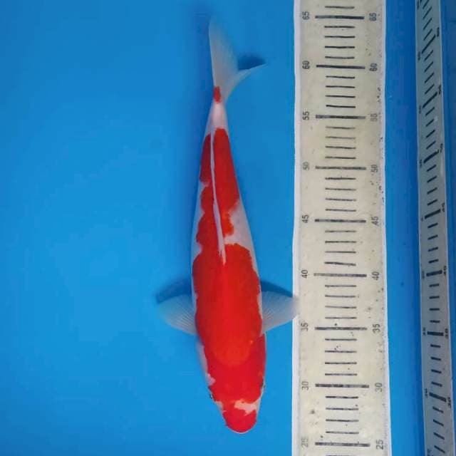 Kohaku ~35