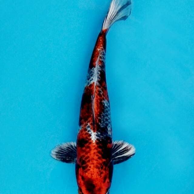 Gosiki