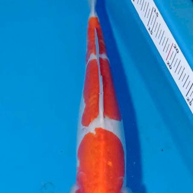 Doitsu kohaku 3step 42cm