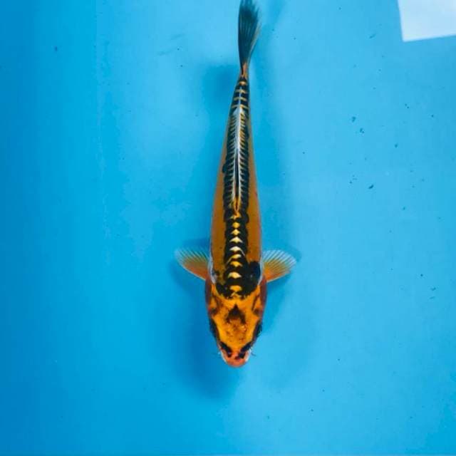 Kikokuryu, 21 cm