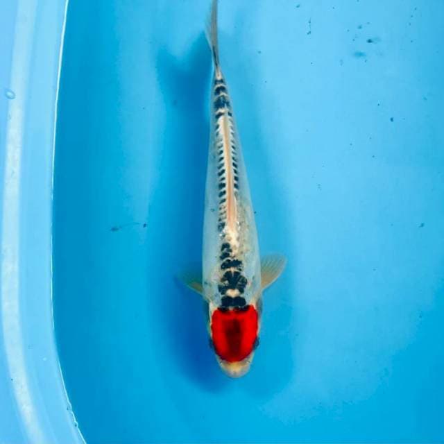 Tancho Kikokuryu, 27 cm
