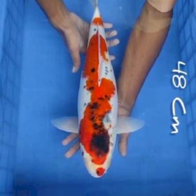 Ghosiki 48 Cm