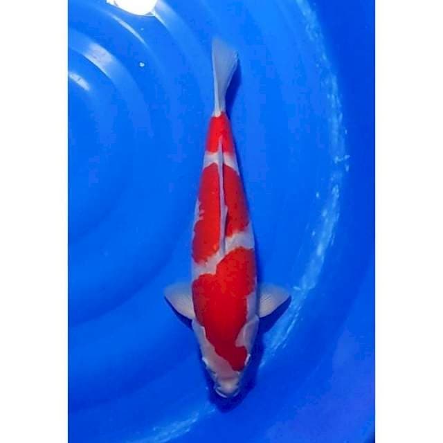 HQ Strong Kohaku 3step Bakat Jumbo 38cm (F)