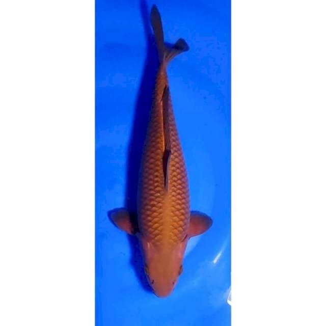 Jumbo Chagoi Tembaga Spesial Penjinak, Body Bagus Berpunuk 39cm (F)