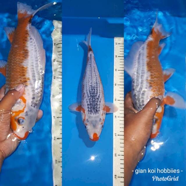 ASAGHI F1 GOOD RING & BENI SEIMBANG 35 CM