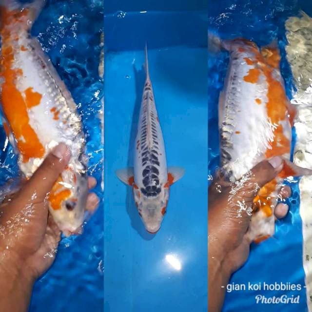 SUSHUI GOOD RING BENI SEIMBANG 33 CM