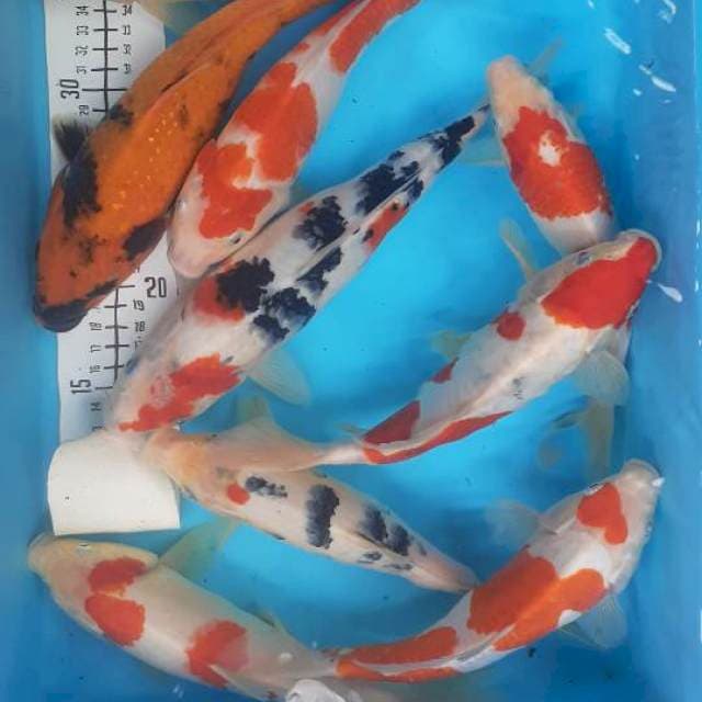Mix 25-30cm