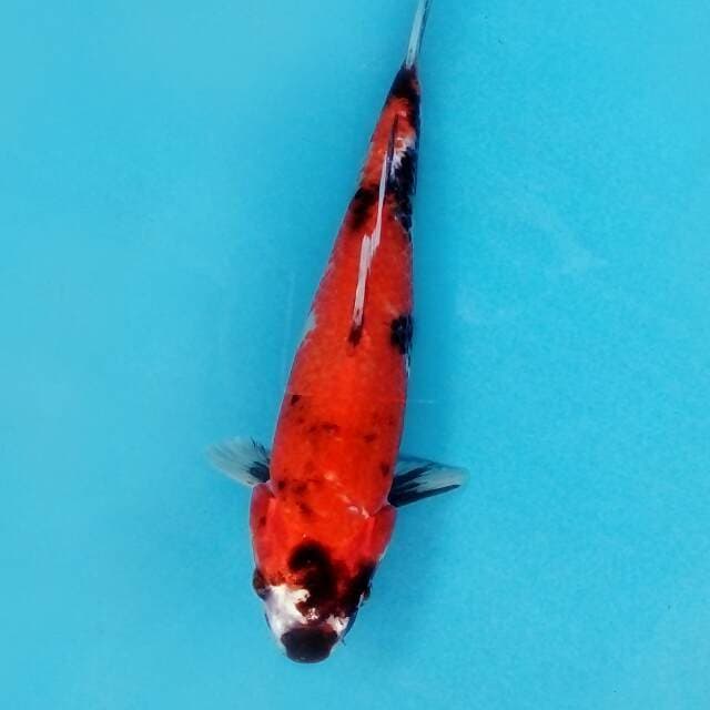 Showa kaji hikari