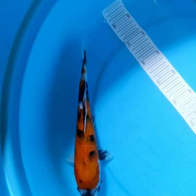 Showa 30cm