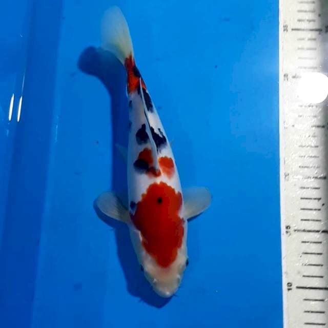 SANKE 26 CM