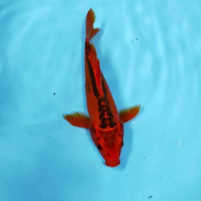 KUMPAY AKA