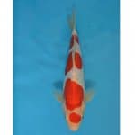 SQ Doitsi Kohaku BERBAGI AMUNISI