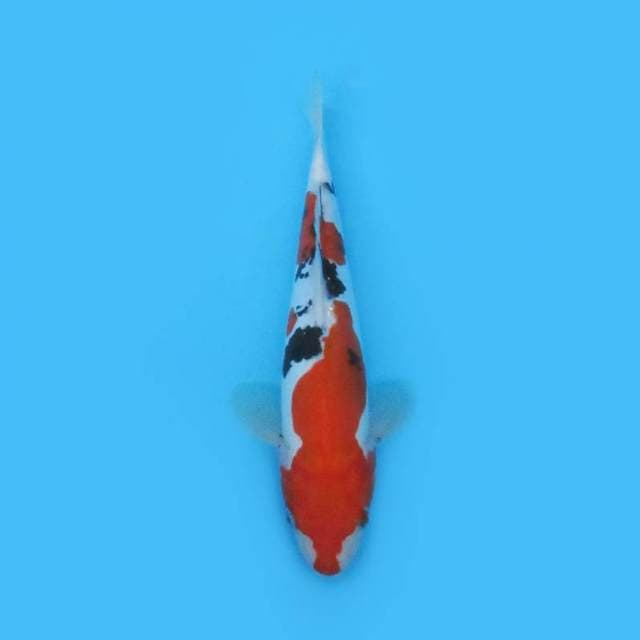 Sanke Doitsu 28 cm