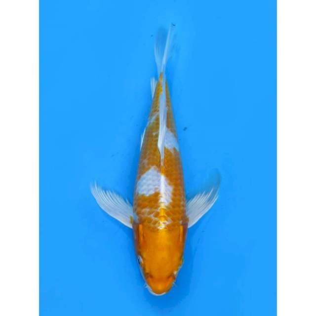 Kumpay Hariwake - 29cm Male