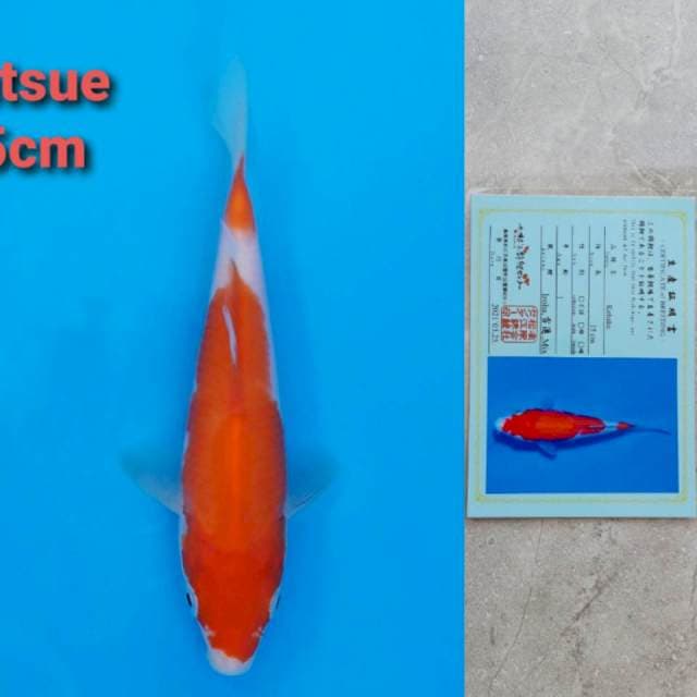 Matsue Kohaku 15cm certi