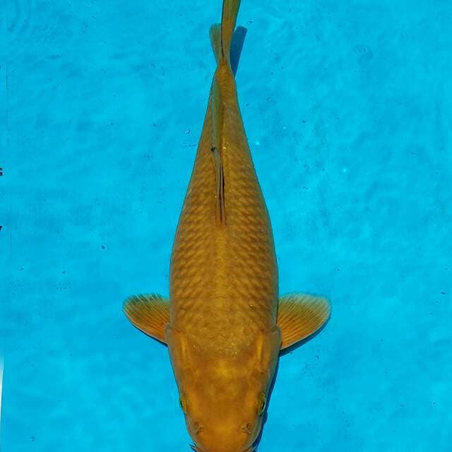 Cagoi Teh ici oca