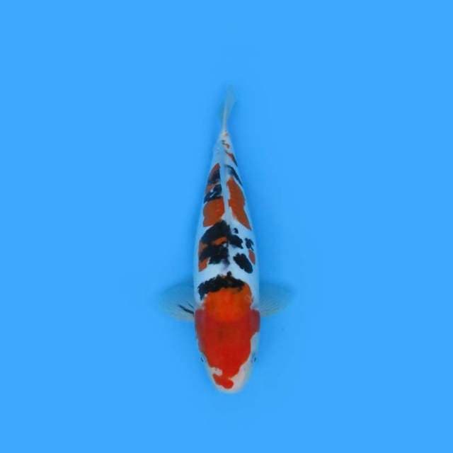 Sanke Doitsu 33 cm