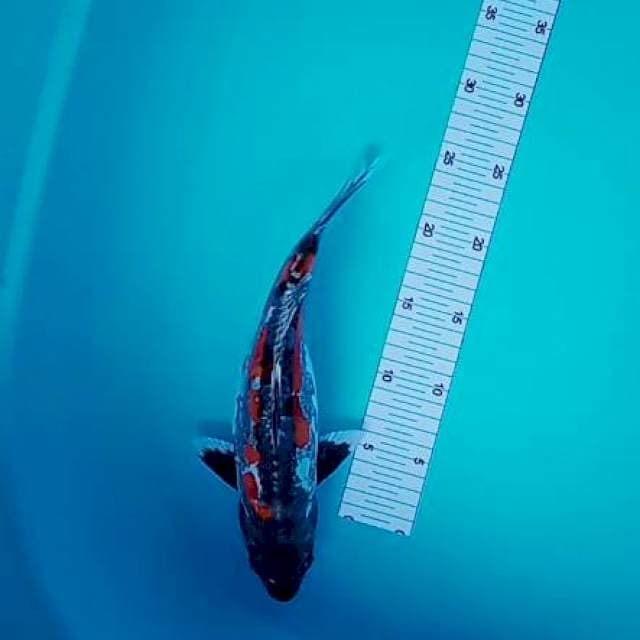 Kikuryu indah 31 cm