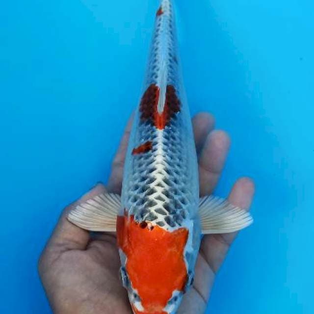 Maruten kujaku hikari top 27cm