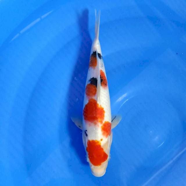 Sanke 30cm