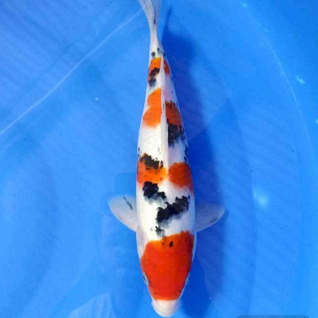 Maruten sanke 30cm