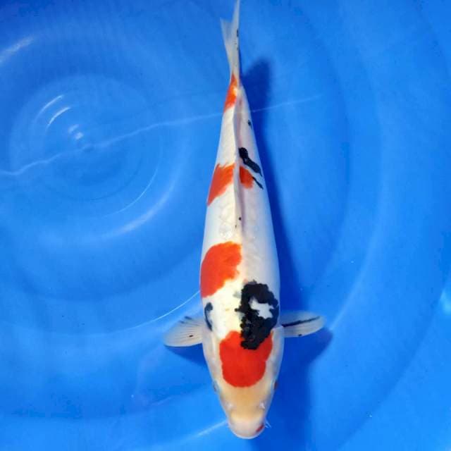 Maruten sanke doitsu HQ 35cm