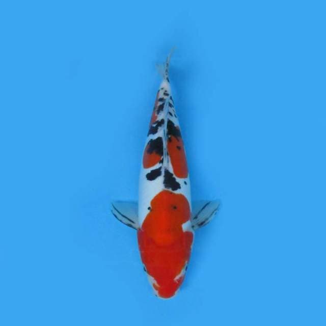 Sanke Doitsu 34 cm
