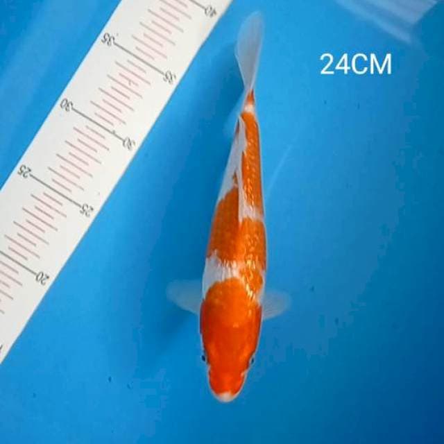 Kohaku Gindrin