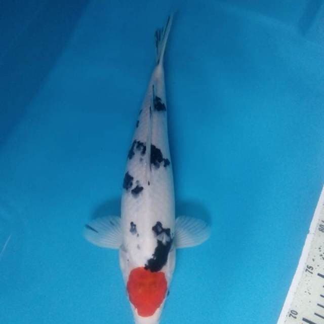 Tancho Sanke 37 cm