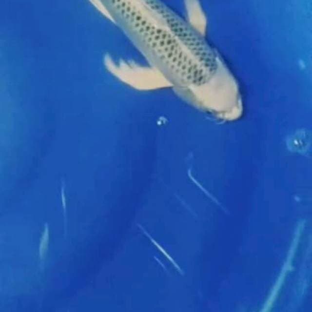 Mukasi slayer 30cm male