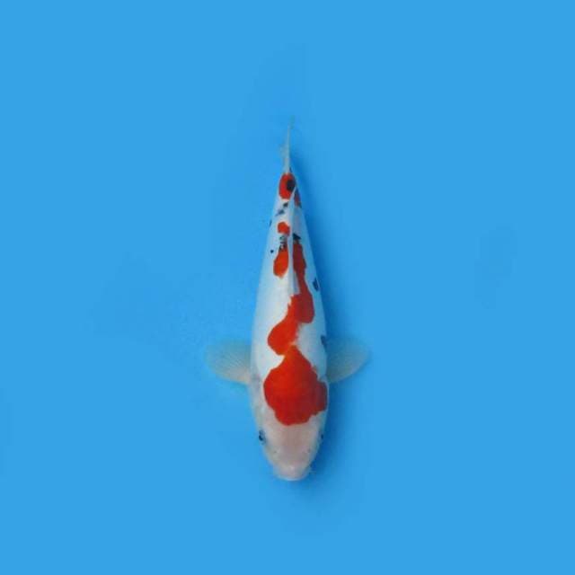 Sanke Tategoi 31 cm