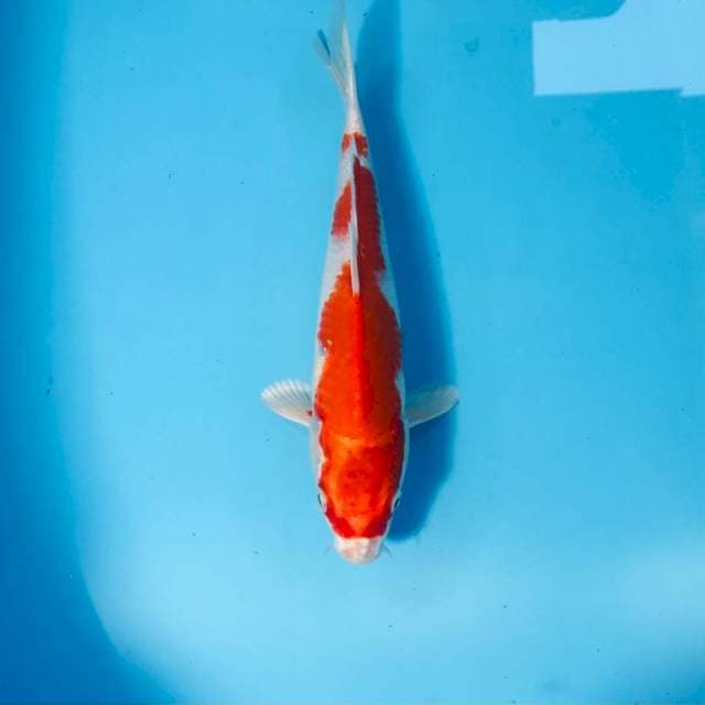 Sakura Ogon, 23 cm