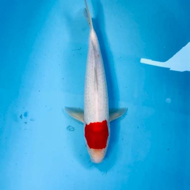 Tancho Kohaku, 30 cm