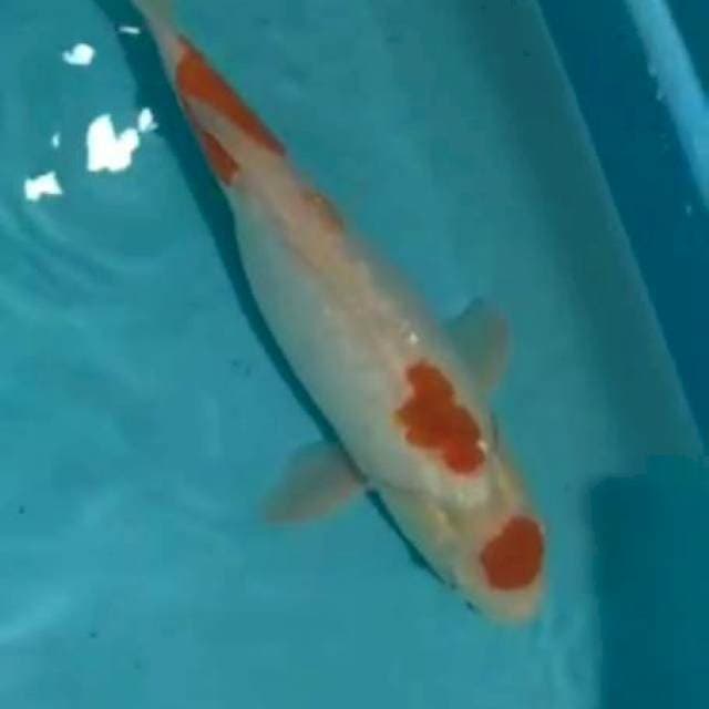 Maruten aigoromo female 38cm hamil